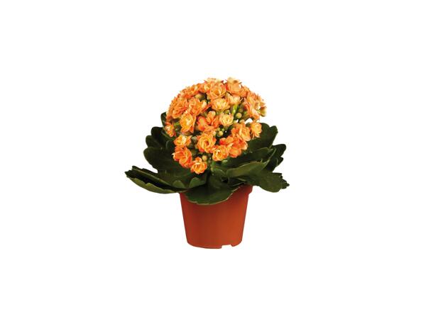 Gekleurde kalanchoe