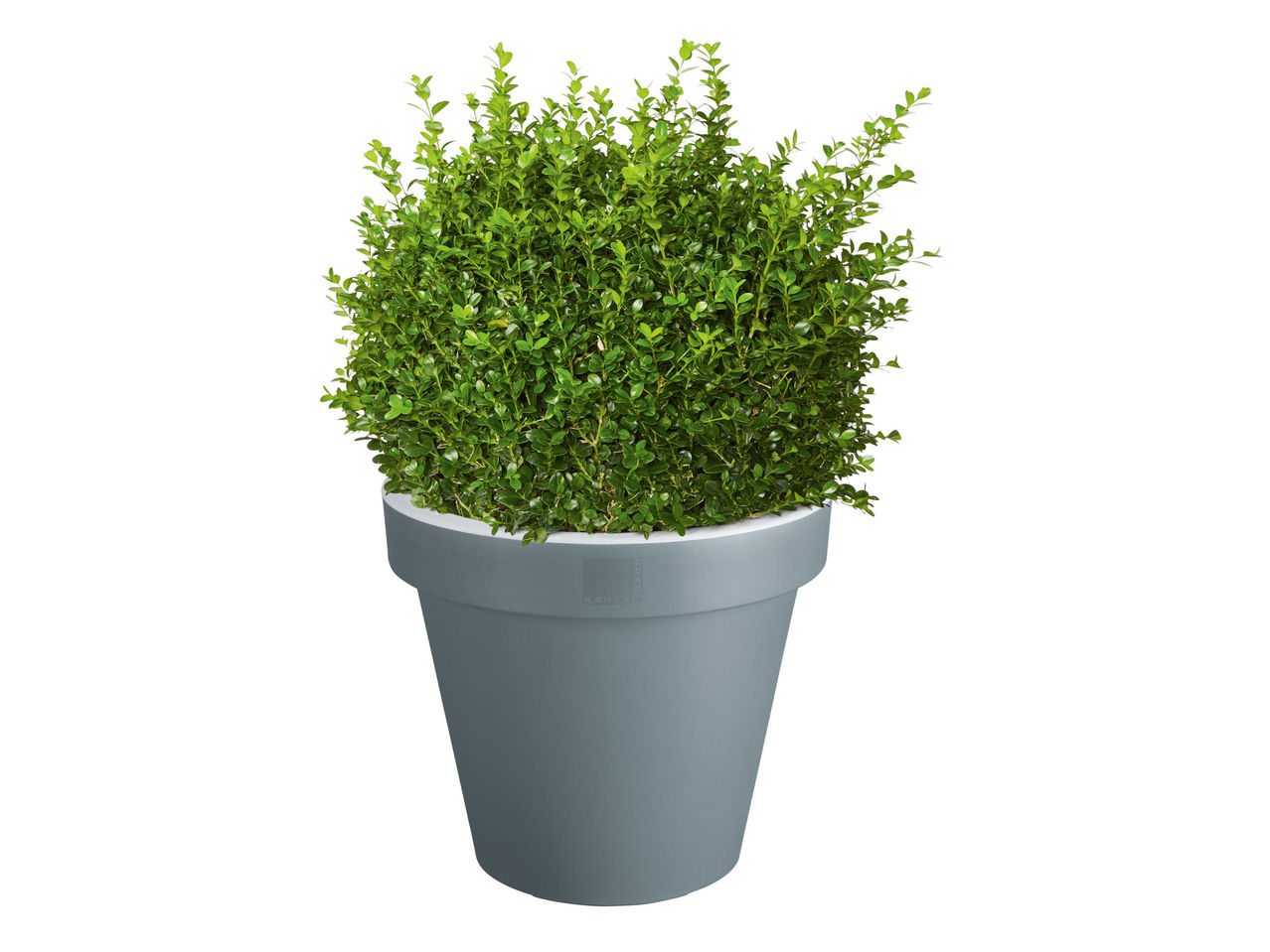 Blomkruka1