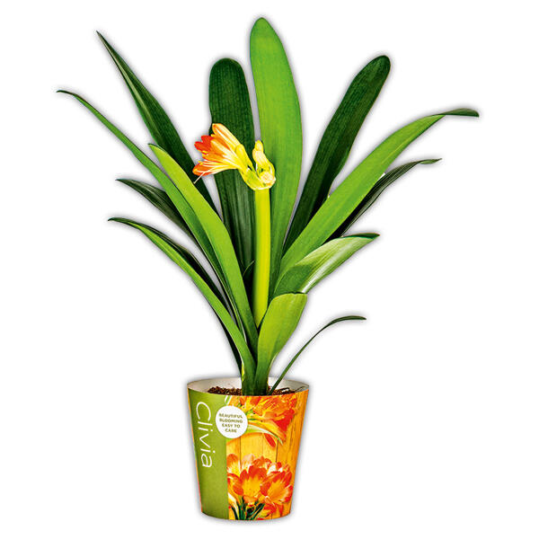 Clivia
