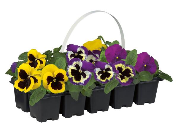 Pansy