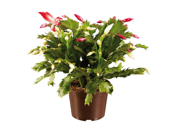 Schlumbergera tofarvet