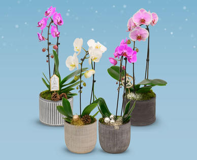 Orchidee ‘Cascade‘