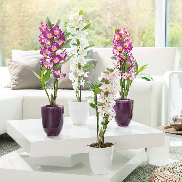 Dendrobium nobile