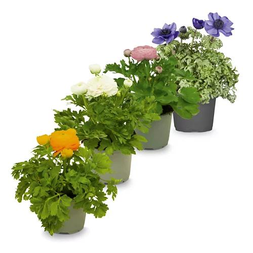 Ranunkel/Anemone