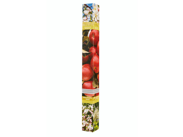 Arbres fruitiers