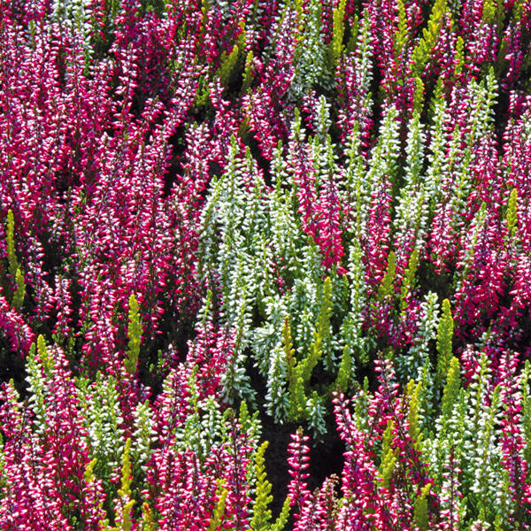 Heidekraut Calluna Twin-Girls zweifarbig