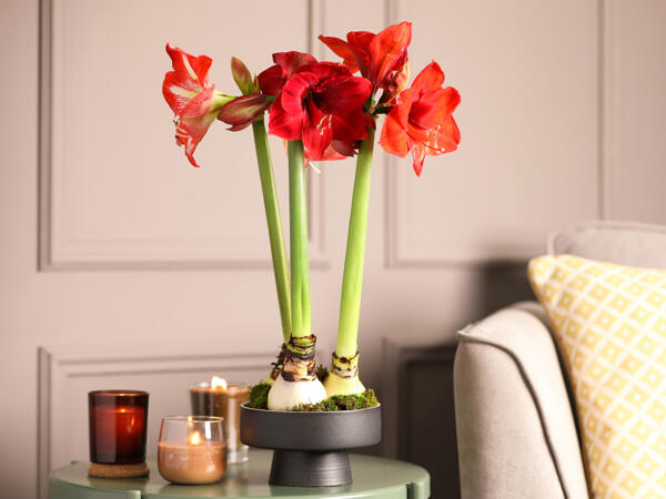 Amaryllis 2-grenet