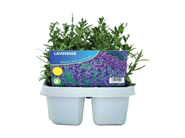 Jumbo Perennials 6 Pack