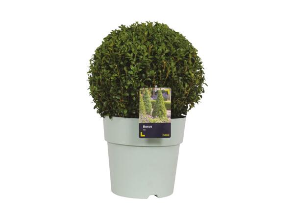 Extra Large Buxus Ball