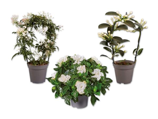 Stephanotis, Gardenia oder Jasminum