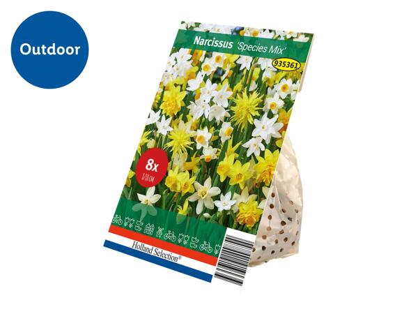 Spring Flowering Bulb Narcissus "Species Mix"
