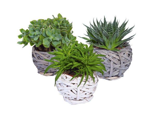 Succulents