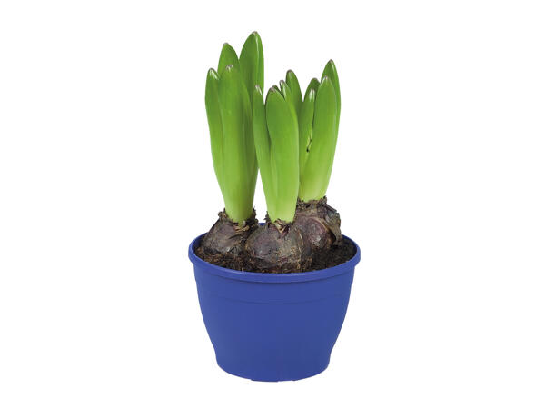 Potted Hyacinth Bulbs