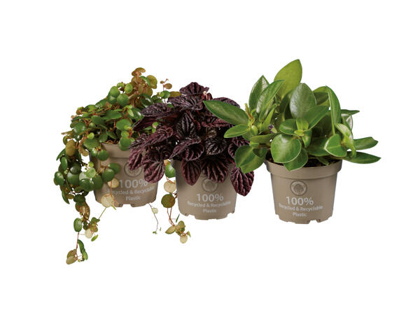 Peperomia