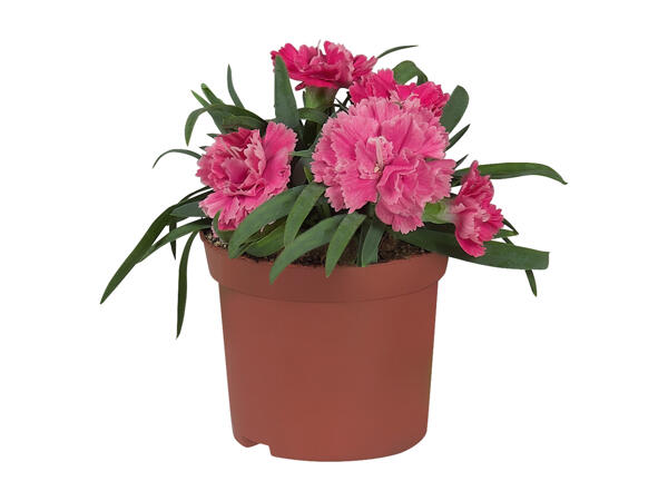 Carnation "Dianthus"