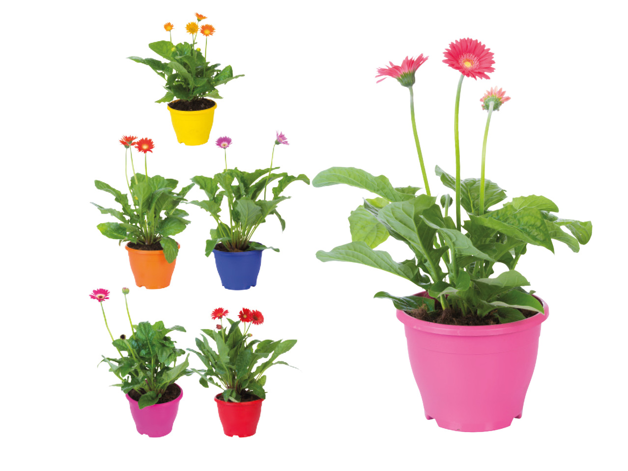 GERBERA