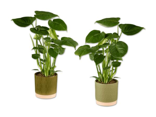 Monstera in Keramik