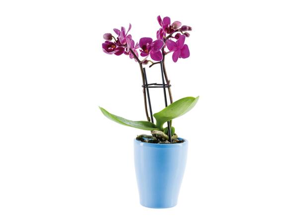 Mini Orchid in Ceramic