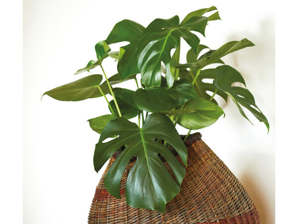 Monstera