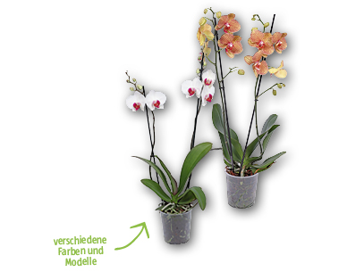 Orchidee
