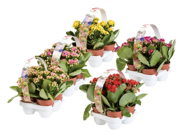 Kalanchoe