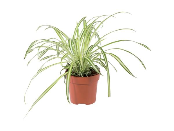 Indoor Plant Selection