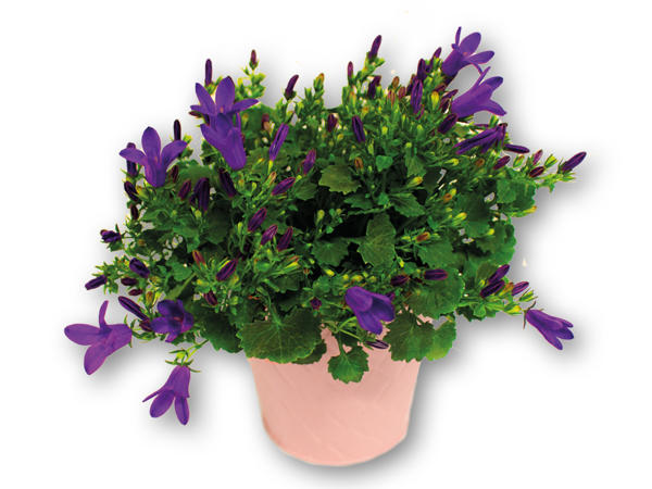 Campanula i zinkskjuler