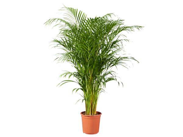 Goudpalm