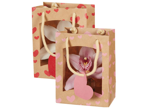 Cymbidium in a Bag