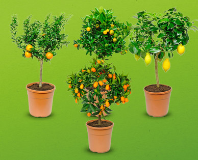 Mediterranes Stämmchen