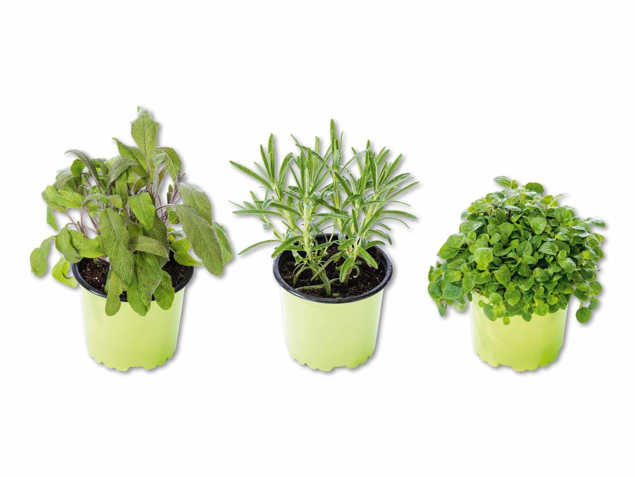 Fines herbes bio pour barbecue