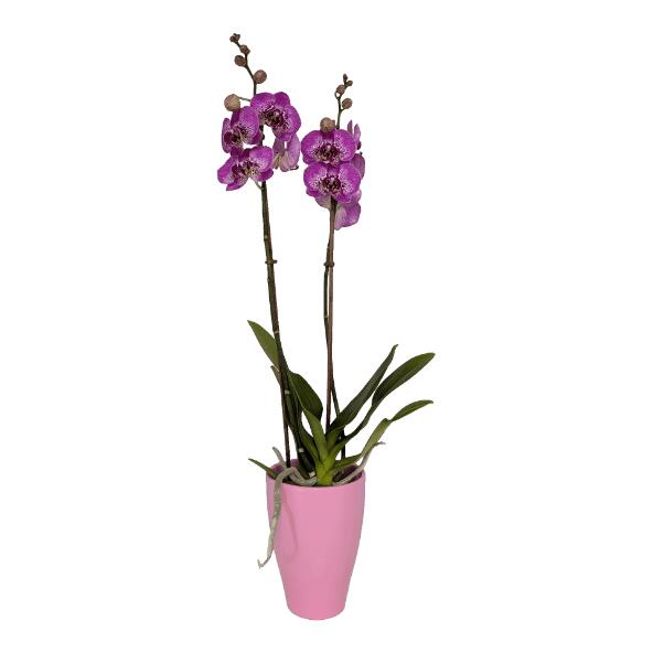 Valentins-Orchidee