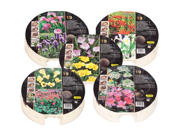 Flowers bulbs
