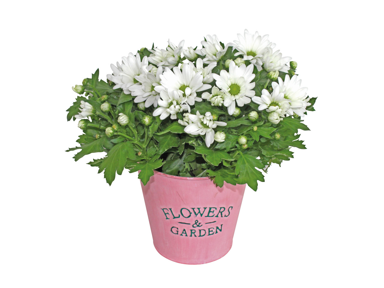 Chrysanthemum Planter1