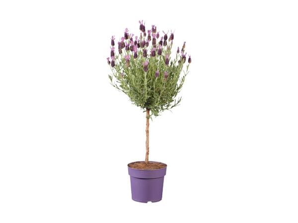 Alberello di Lavanda stoechas