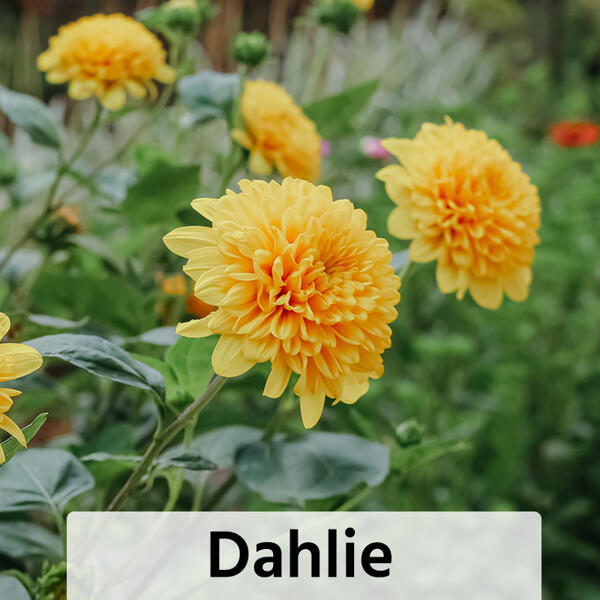 Winterharte Blühstauden / Dahlien Busch XL