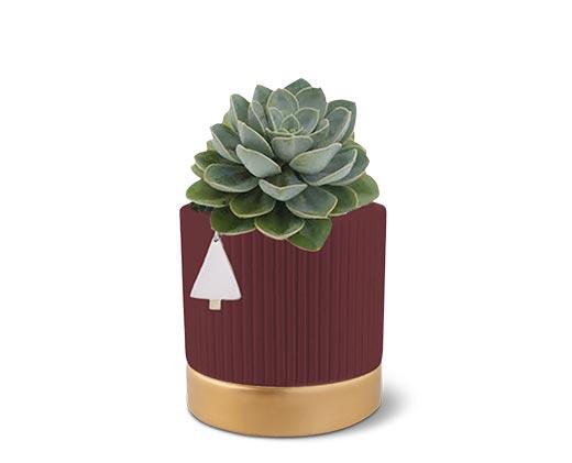 Holly Jolly Succulent