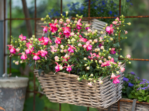 Fuchsia