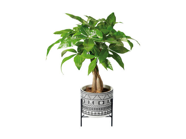 Grøn plante i keramik