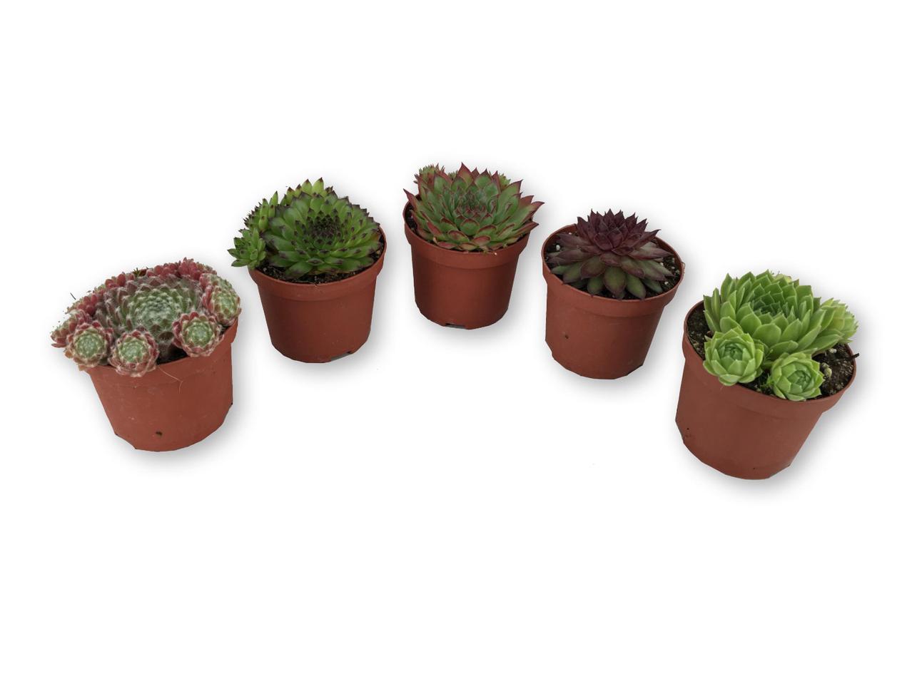 Sempervivum Mix