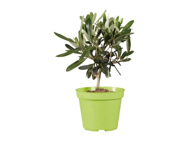 Mediterranean Citrus Plants