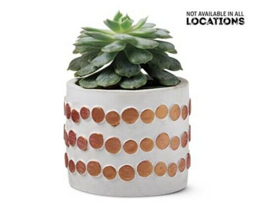 Holly Jolly Succulent