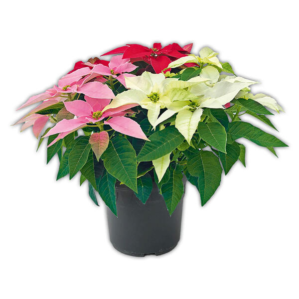 Weihnachtsstern "Princettia Trio / Mix" Busch