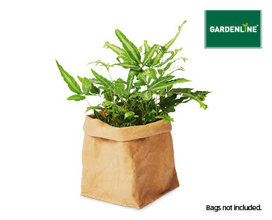 Ferns 90mm