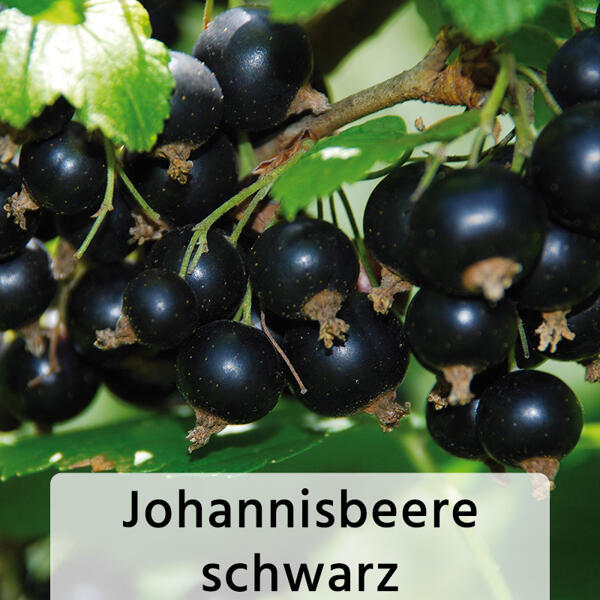 Spalierobst