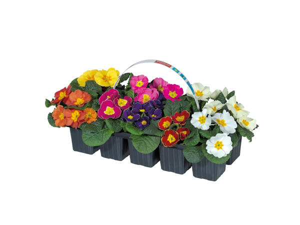 Primroses