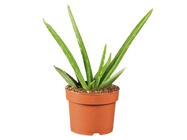 Aloe Vera