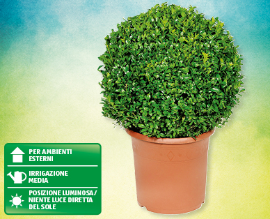 Bosso a forma sferica