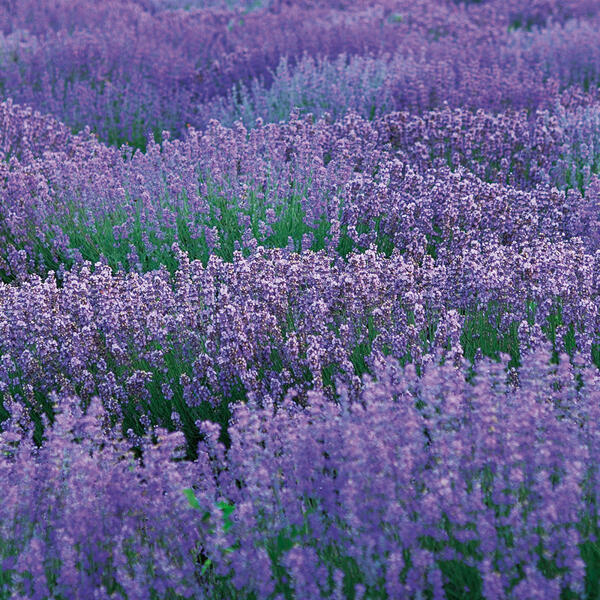 Lavendel