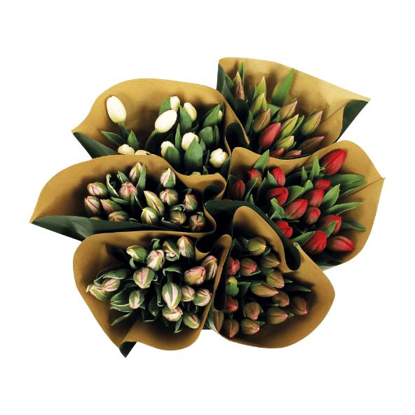 Tulipaner